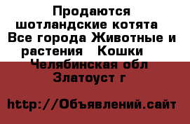 Продаются шотландские котята - Все города Животные и растения » Кошки   . Челябинская обл.,Златоуст г.